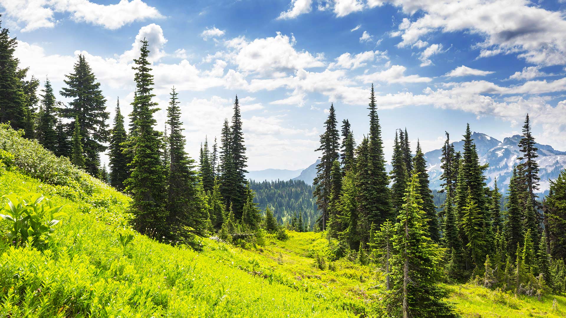 hero bankruptcy attorney near bellevue wa